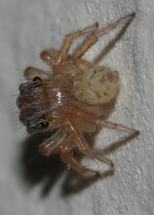 Giovane Salticidae